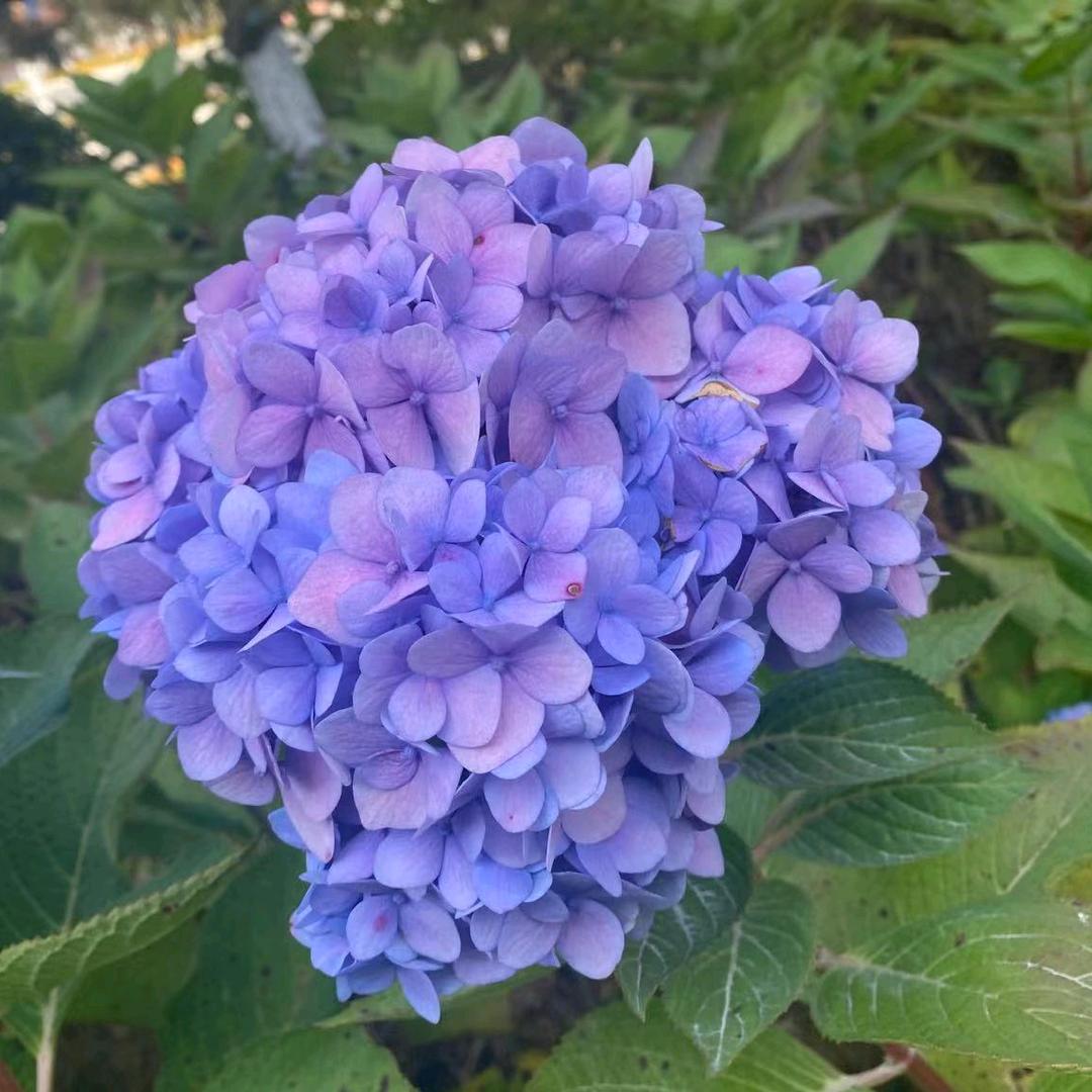 克什克腾旗经棚镇九天家私家俱城