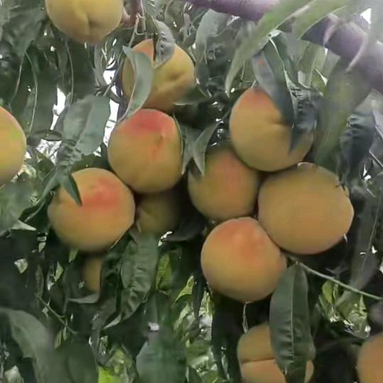 幸福一家2049170093685