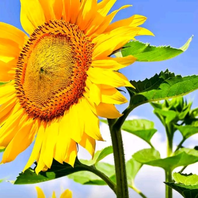 喜相逢🏮囍🏮