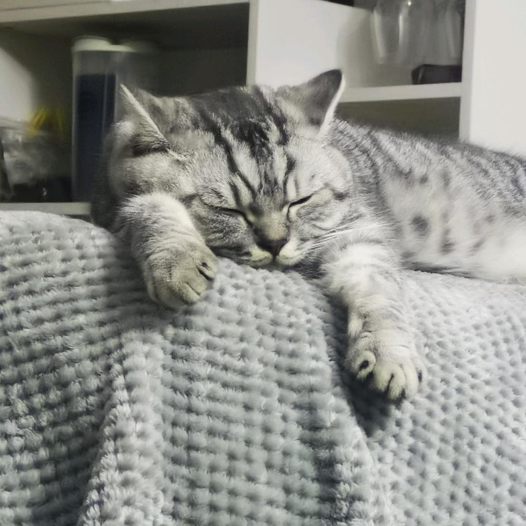 Mr 猫咪仔仔