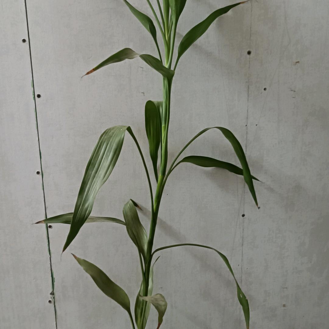 啊忠最熟悉的陌生人