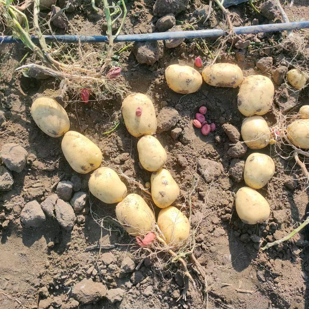 青岛鹏达粮蔬专业合作社