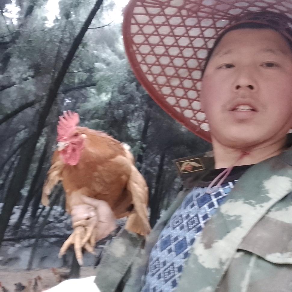 华海土鸡（优质土鸡基地）