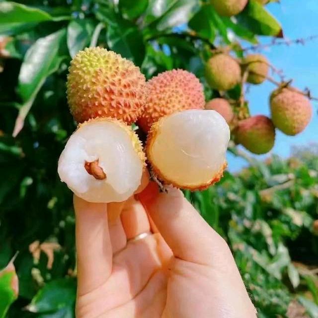 小小