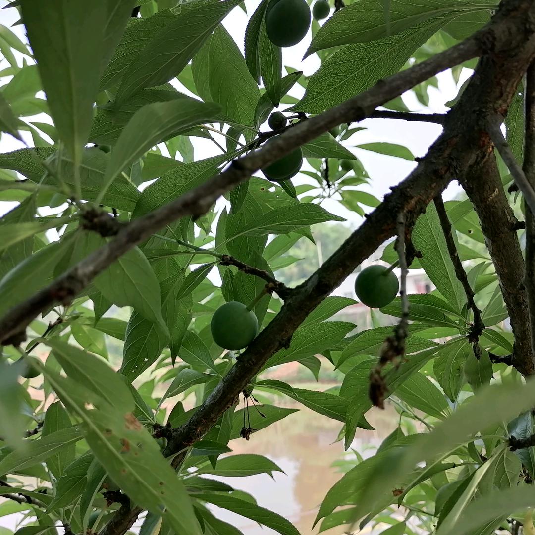 毛毛雨