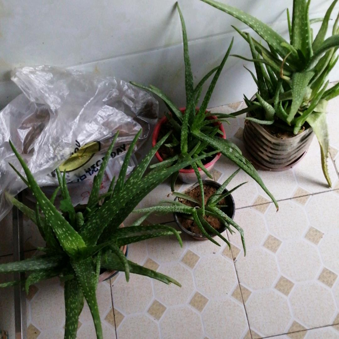石慧