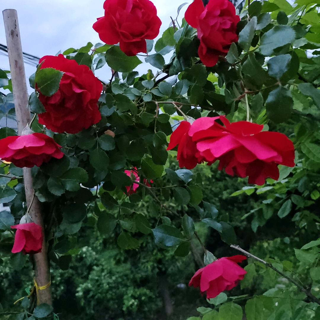 红伟新旧棉絮加工