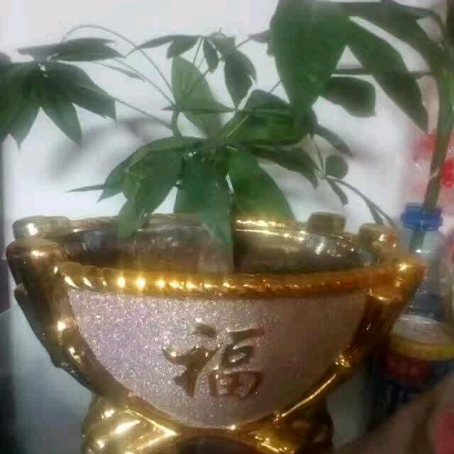 五妹