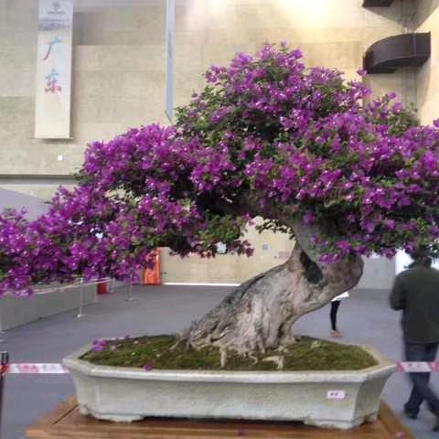 宇航花卉🌹🌸🌷💐🌺🥀🌼欢迎