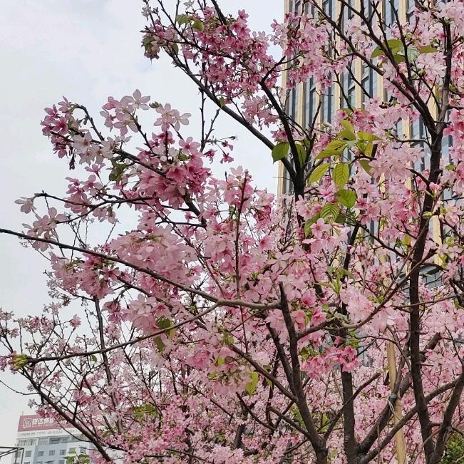 国内海运物流何生