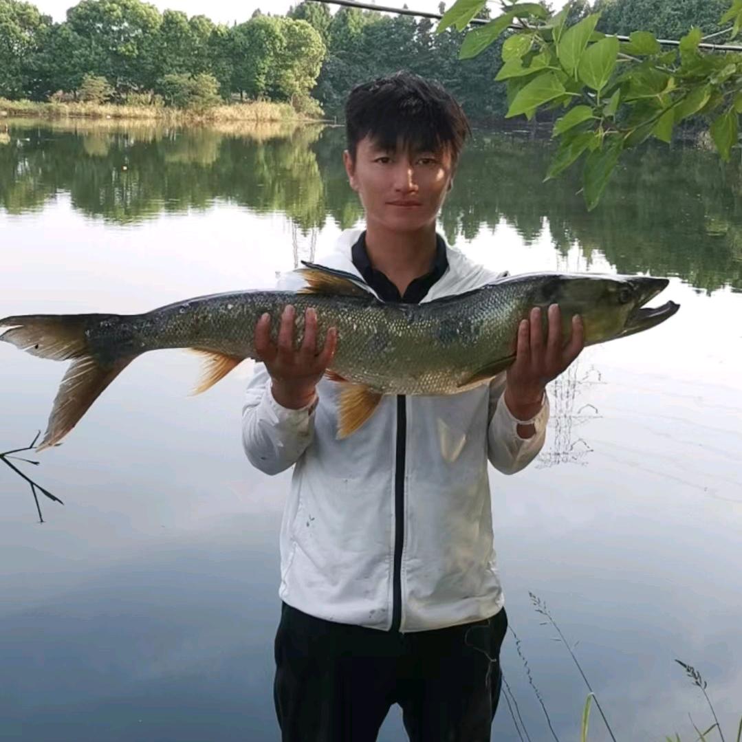 王明户外鱼鳔打鱼破十万