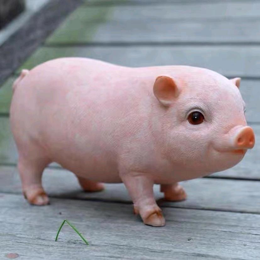 小猪世界奇闻@抖音