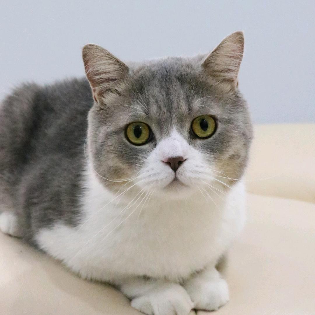 小蛐蛐的大理想