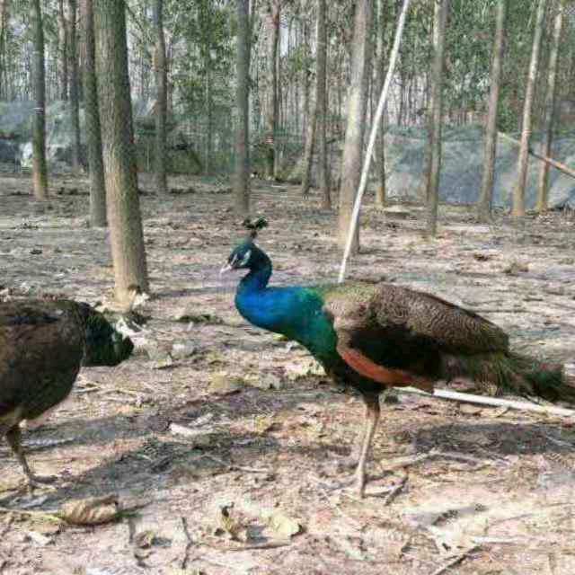 海州区邵立波活禽销售部