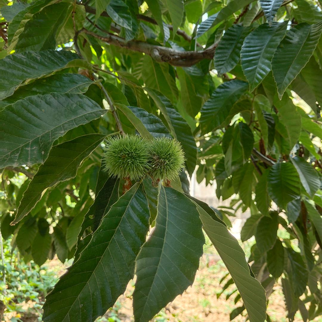 陈锐，