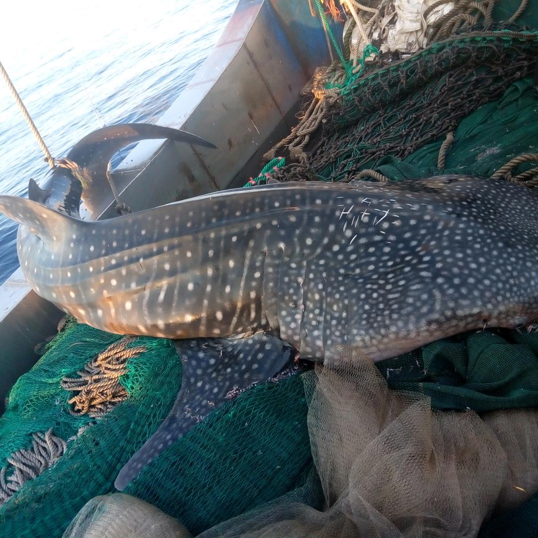 会飞的鱼🐠