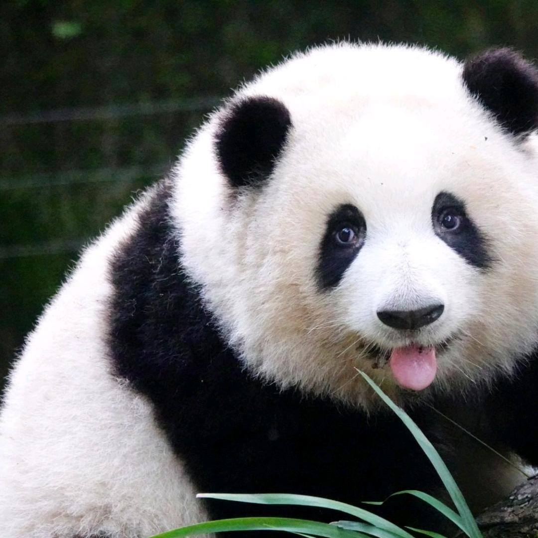 大熊猫来了🐼