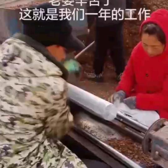 专业香菇菌棒加工