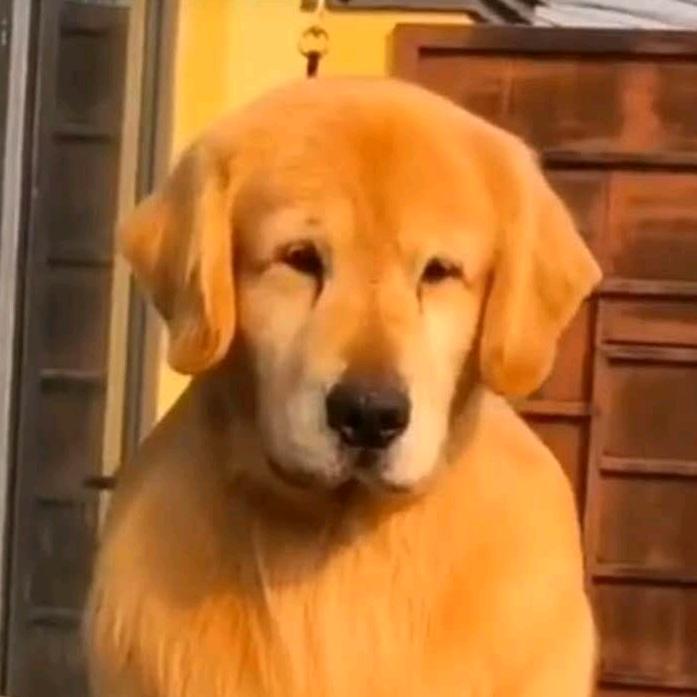 顶级金毛（金蟾直子、女）