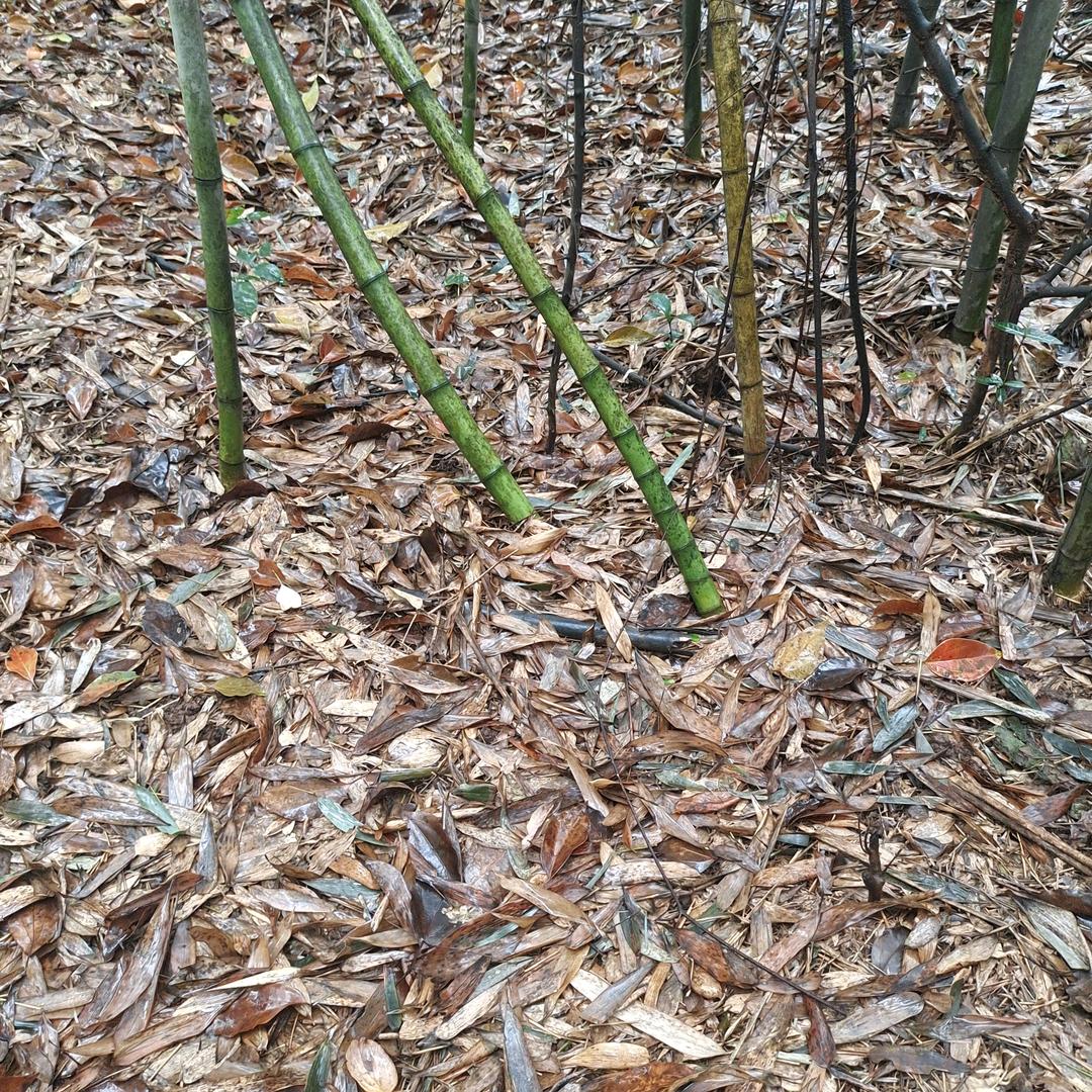 度绝重来