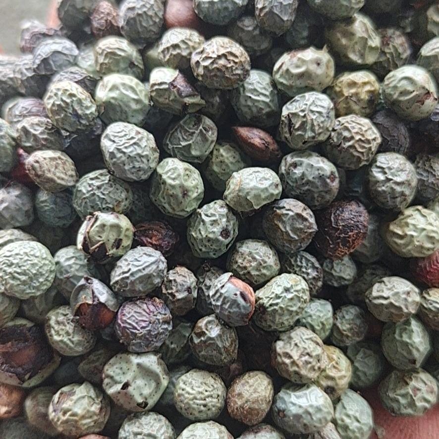 浩天种业（杜仲苗子）
