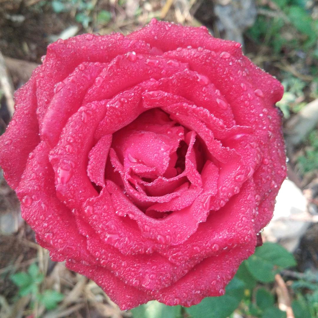 💞💞丹丹💞💞