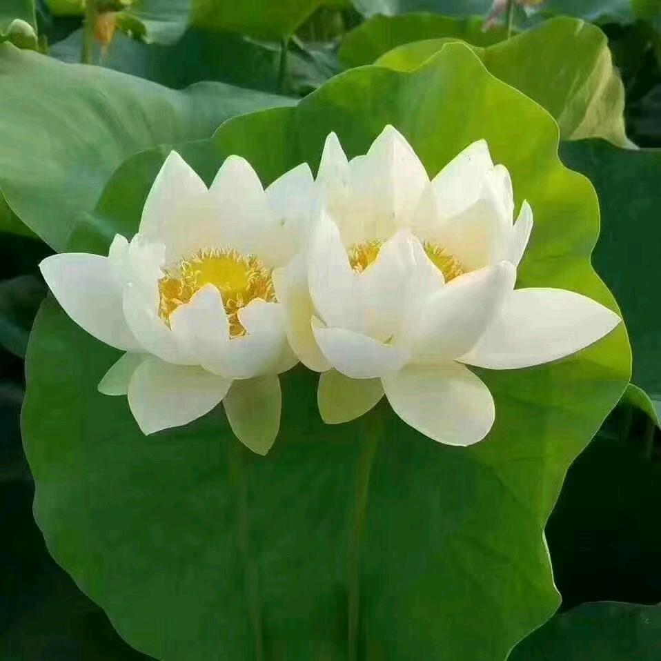 高丽～70后，拒私聊🙏
