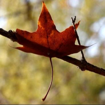 🍂落叶🍂