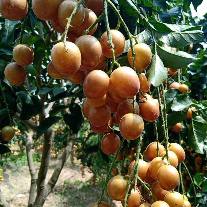 咚咚(黑黄皮种植专业合作社)