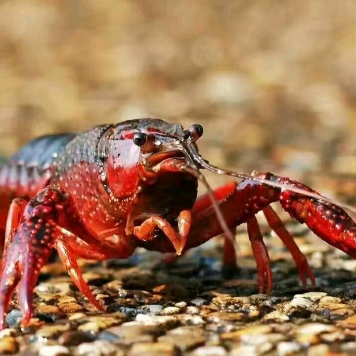 潜江小龙虾批发～（双玉水产）