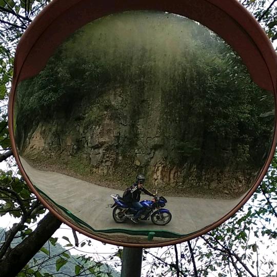白杨.