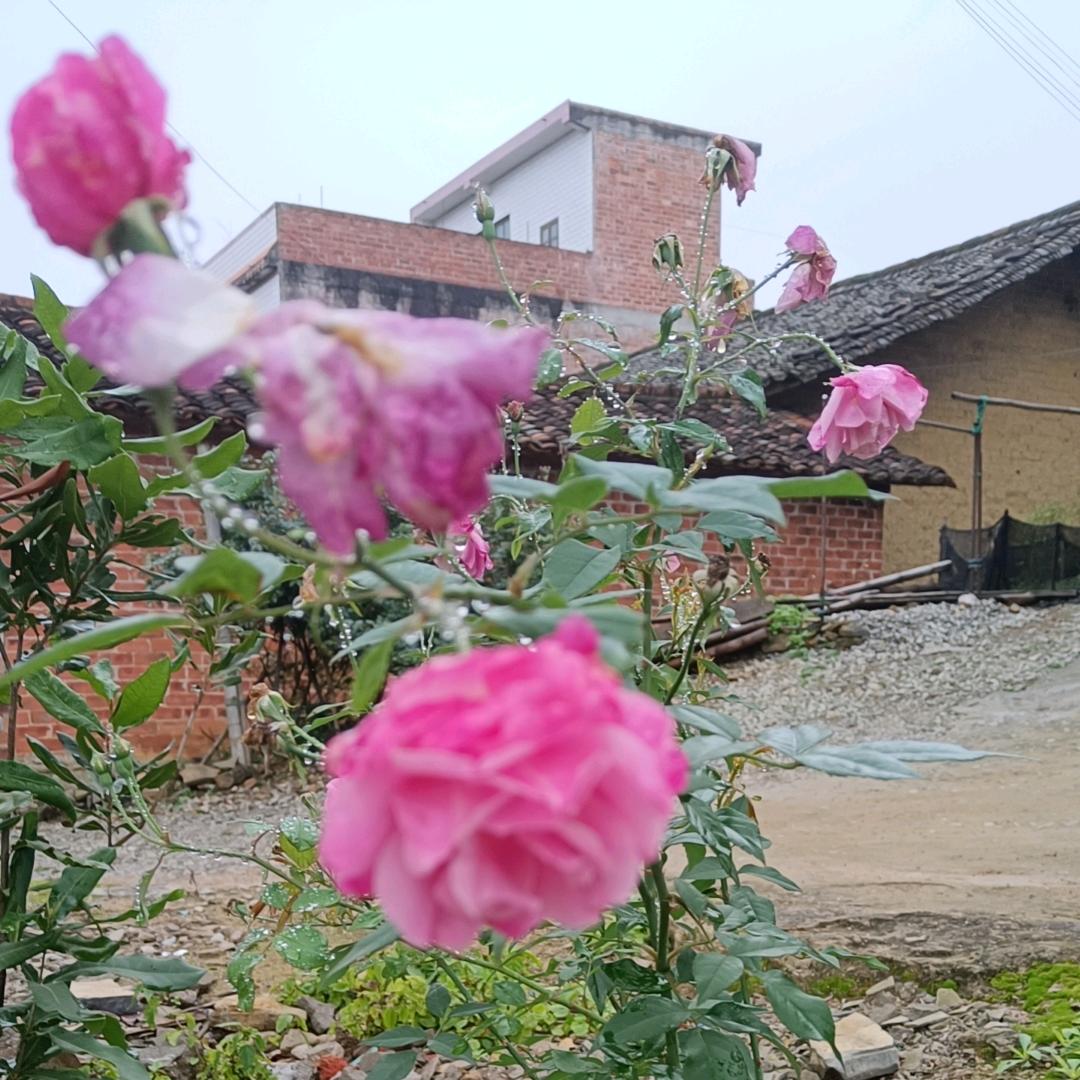 🥀᭄半醒半醉꧔ꦿᩚ半浮生💕