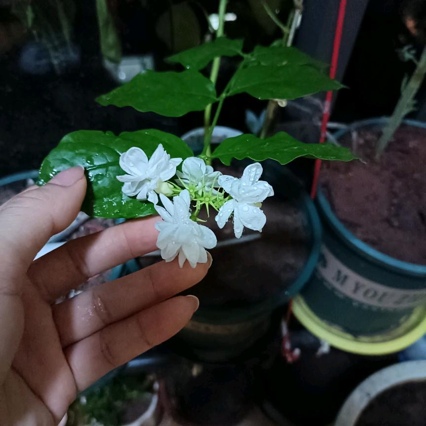 💔ꦿ໊一条᭄🕊小尾巴᭄ꦿᩚ٭