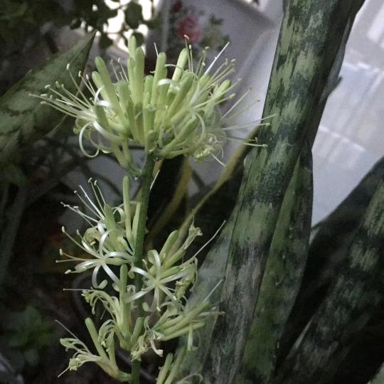玫瑰花拒绝私聊