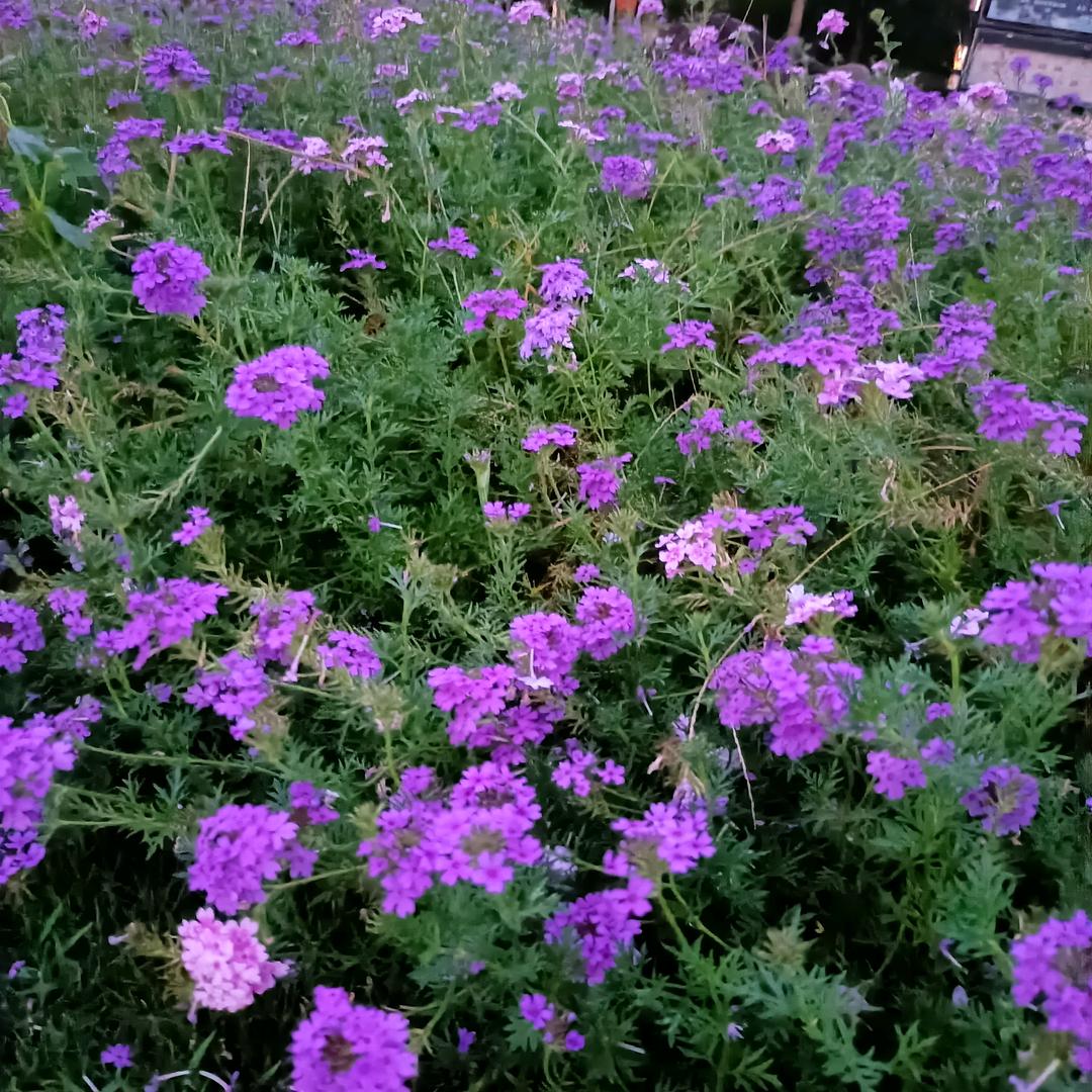 (｢･ω･)｢嗨：丽丽