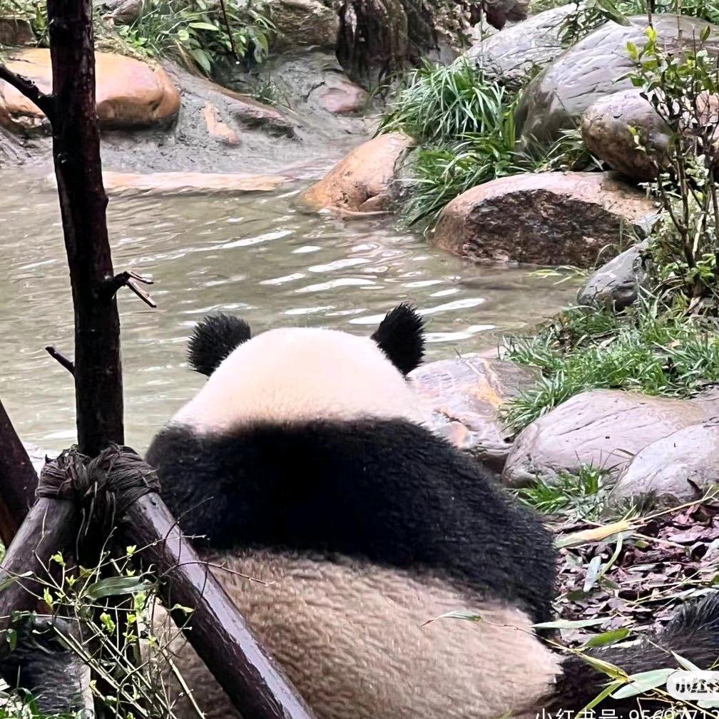 酸辣柠檬精