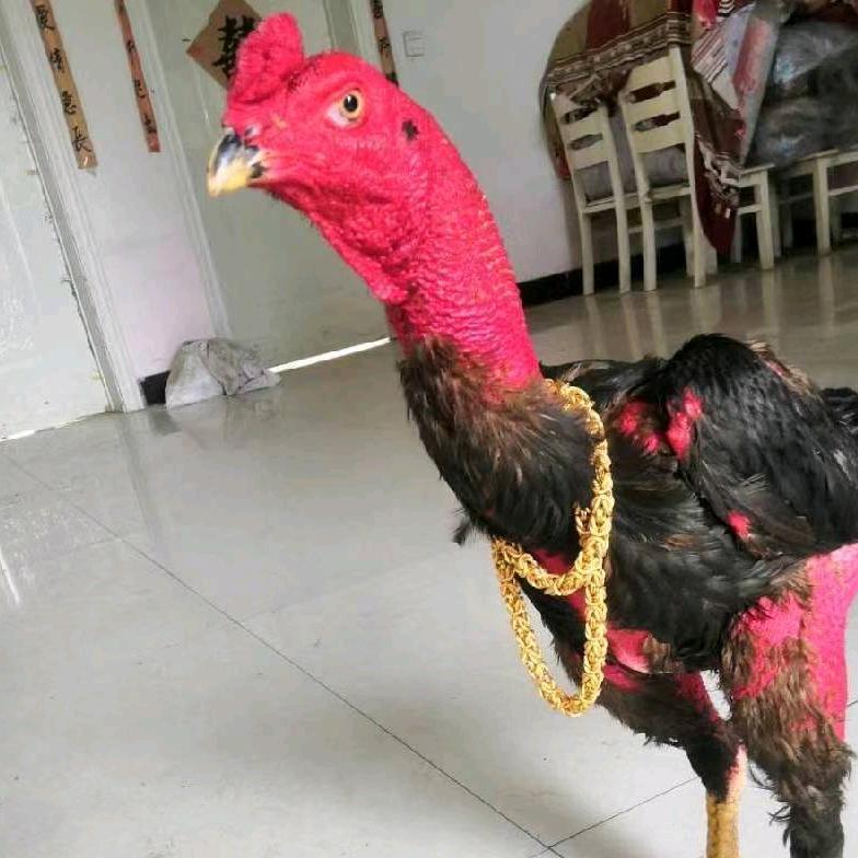 啊亮斗鸡精选