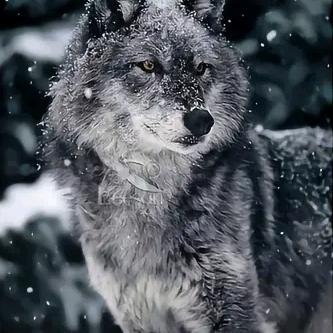 雪狼