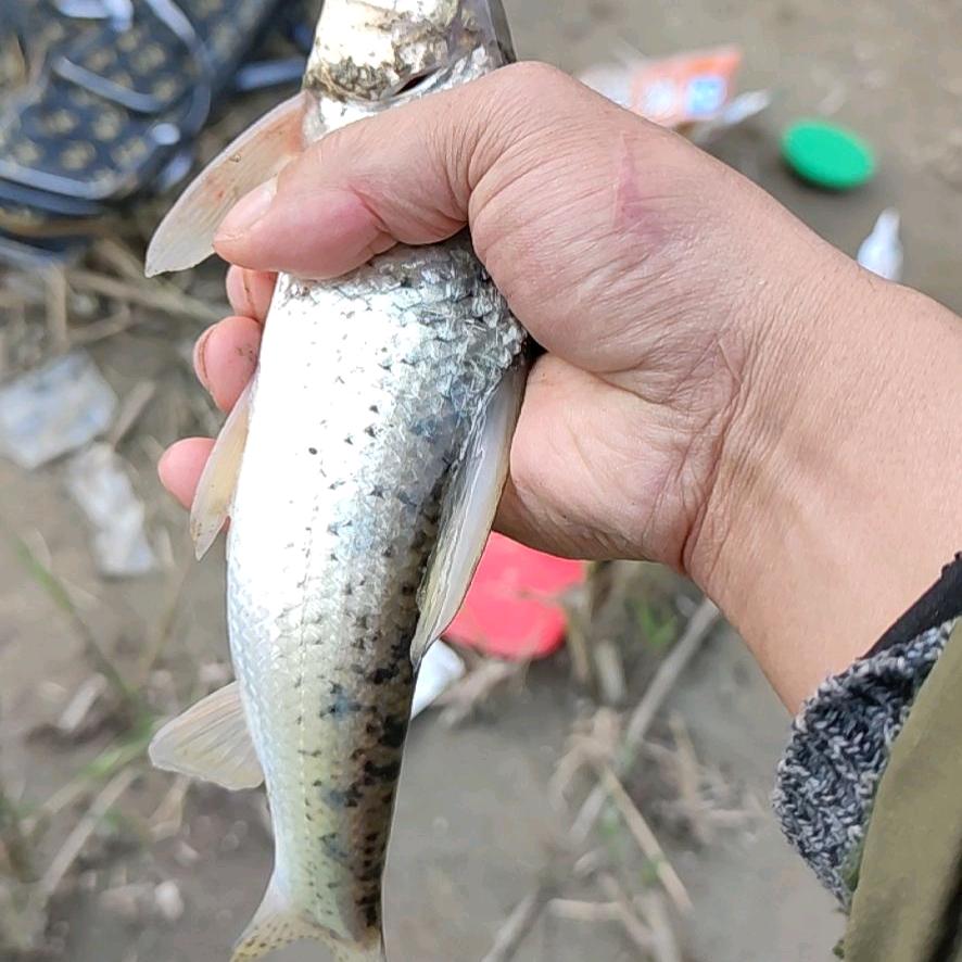 野钓大草鱼大鲤鱼