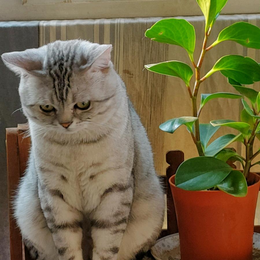 可樂呵
