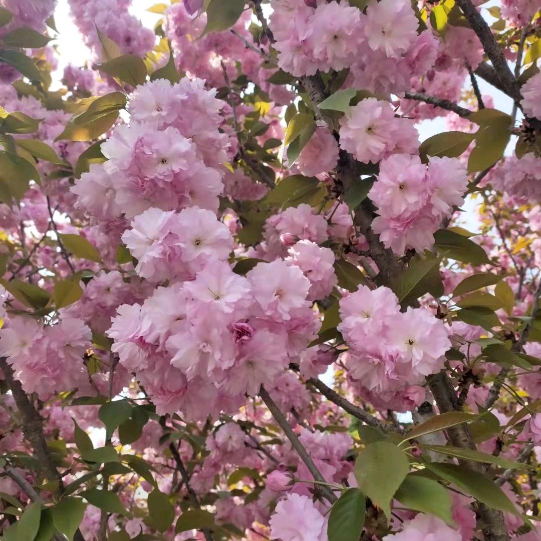 庄头乡，马家村桥头