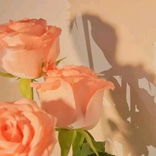 小雅’s  Flower