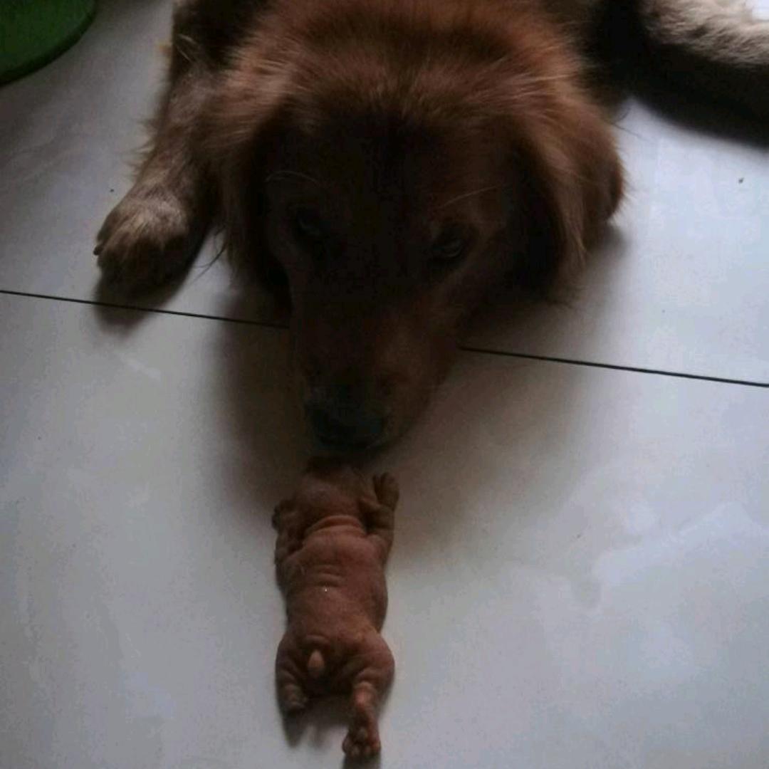 艾尔娃