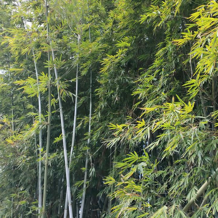 黄家二小姐💐💐