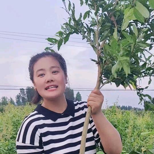壮壮果树苗木专营店