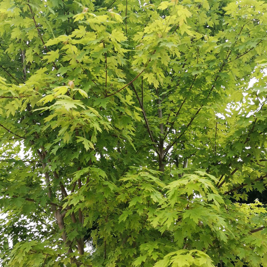 水陌格子