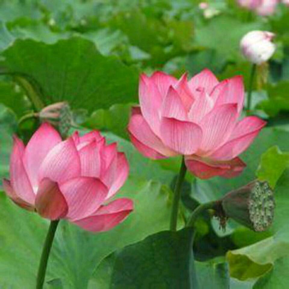 妙语生花