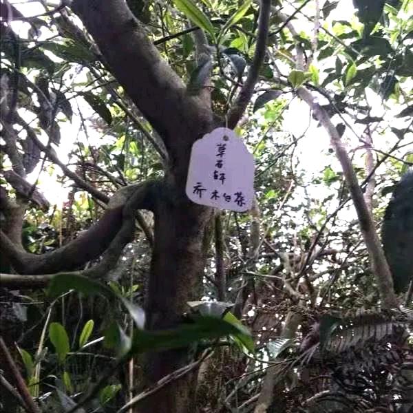 【草石轩】乔木白茶