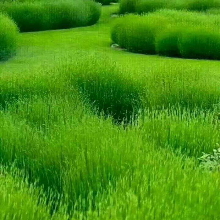 晨露