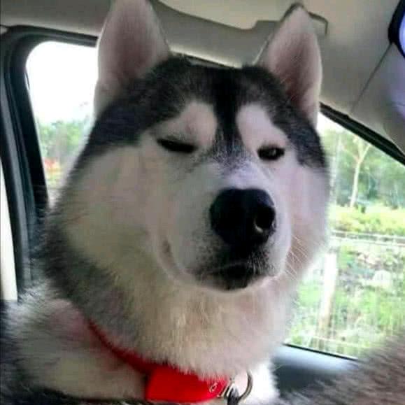 犇犇牛